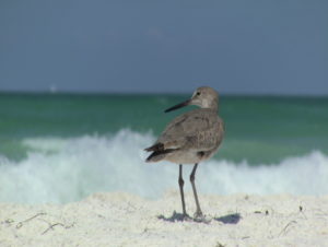 Salt Life Ocean